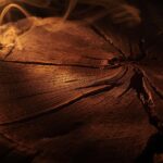 Oud Wood: The Liquid Gold of Perfumery