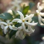 A Journey Through Jasmine: Unveiling the Timeless Allure of the Night Queen