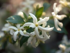 A Journey Through Jasmine: Unveiling the Timeless Allure of the Night Queen