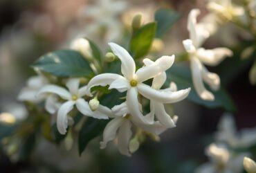 A Journey Through Jasmine: Unveiling the Timeless Allure of the Night Queen