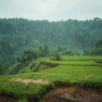 Monsoon & Post-Rain Scents