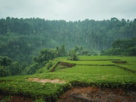 Monsoon & Post-Rain Scents
