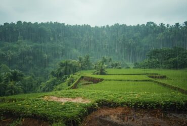 Monsoon & Post-Rain Scents